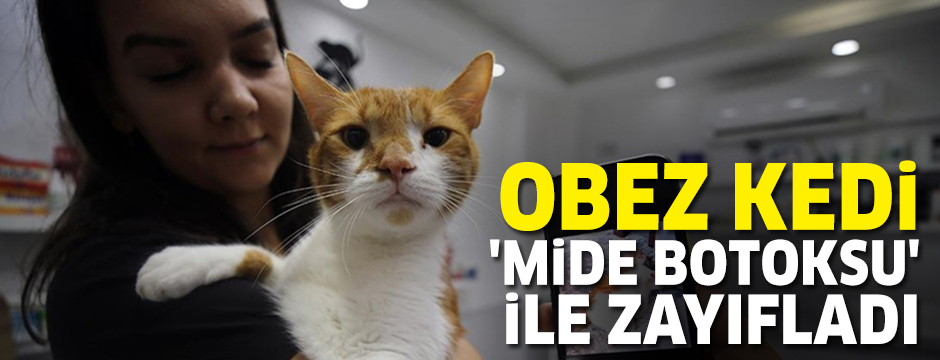 Obez kedi mide botoksu ile zayıfladı