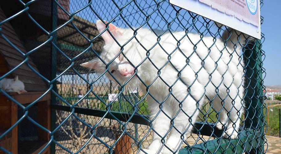 Endemik Vadi dünyanın dört bir yanından ziyaretçileri ağırlamaya devam ediyor 5