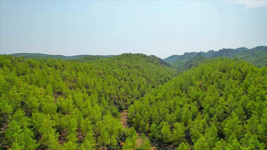 Türkiye'de en fazla ormanlık alana sahip 10 şehir belli oldu! Bakın Manisa kaçıncı sırada... 10