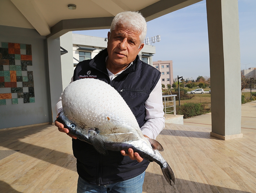 Antalya'da balon balığı yakalandı 1