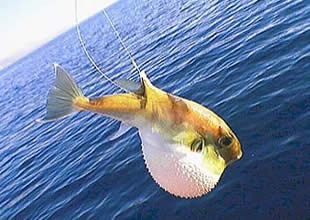 Antalya'da balon balığı yakalandı 6