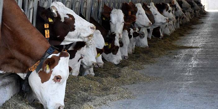 Türkiye şokta! Kırmızı et sektöründeki 74 yıllık şirket iflas kararı aldı 3
