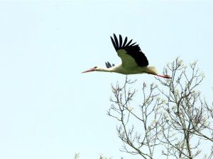 Kızılırmak Deltası’nda bahar hareketliliği