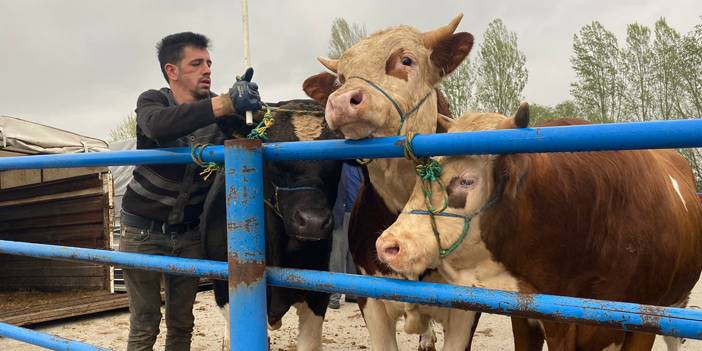 Çankırı Çerkeş Hayvan Pazarı’nda hareketlilik yaşanıyor 6