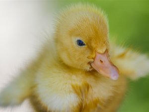 Ördek yavrularının güneş ve havuz keyfi