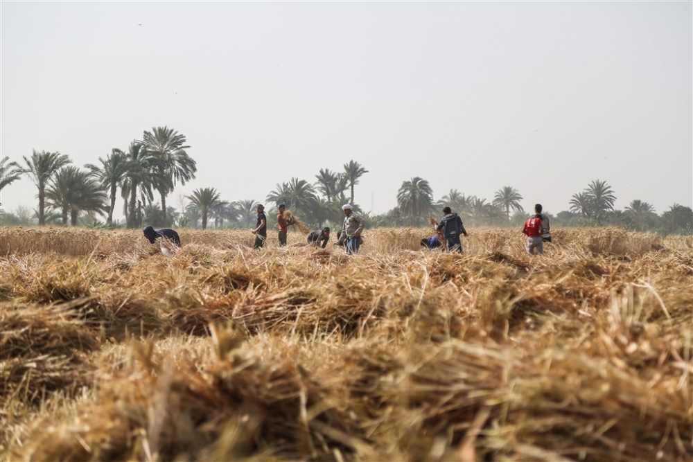 Mısır’da buğday hasadı 3