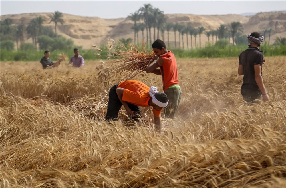 Mısır’da buğday hasadı 4