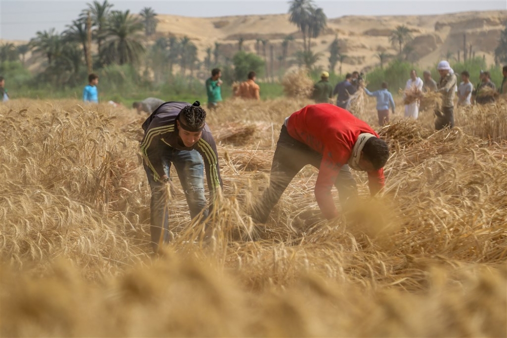 Mısır’da buğday hasadı 5