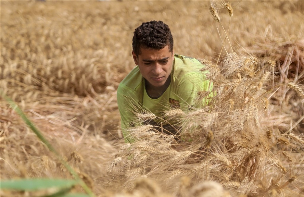 Mısır’da buğday hasadı 6