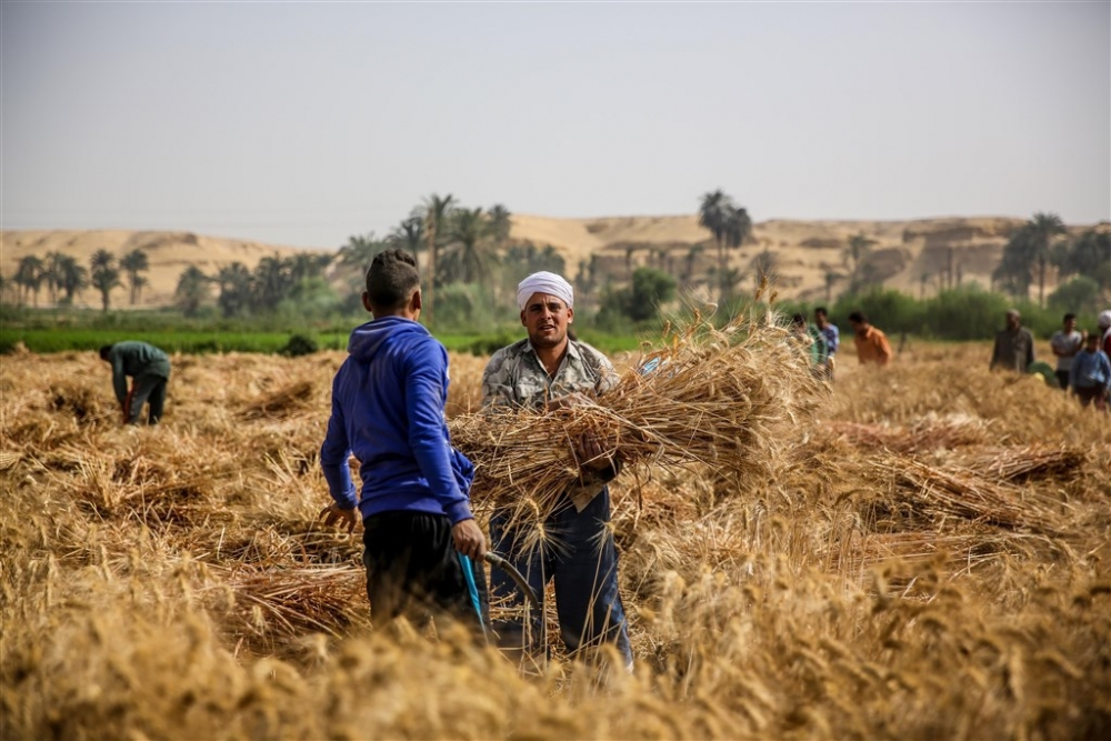 Mısır’da buğday hasadı 7