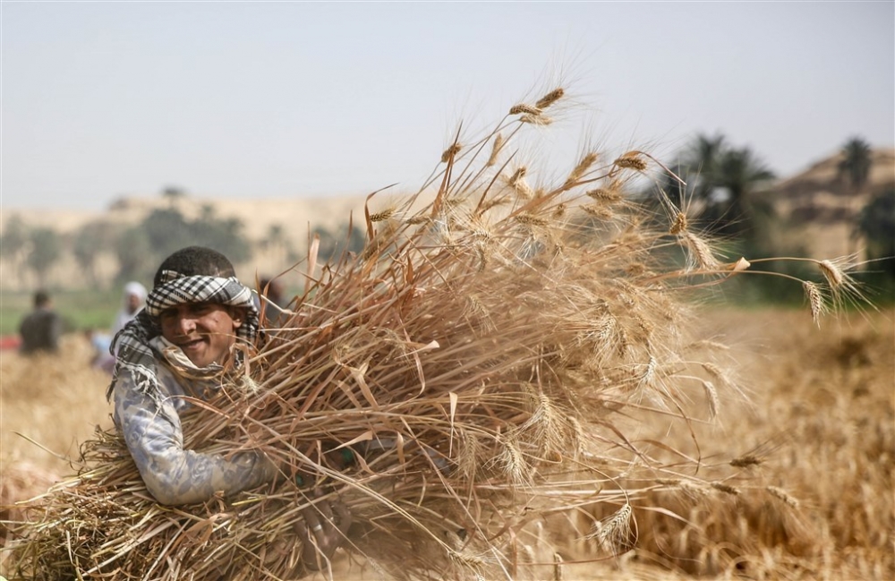 Mısır’da buğday hasadı 8
