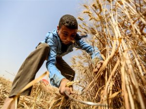 Mısır’da buğday hasadı
