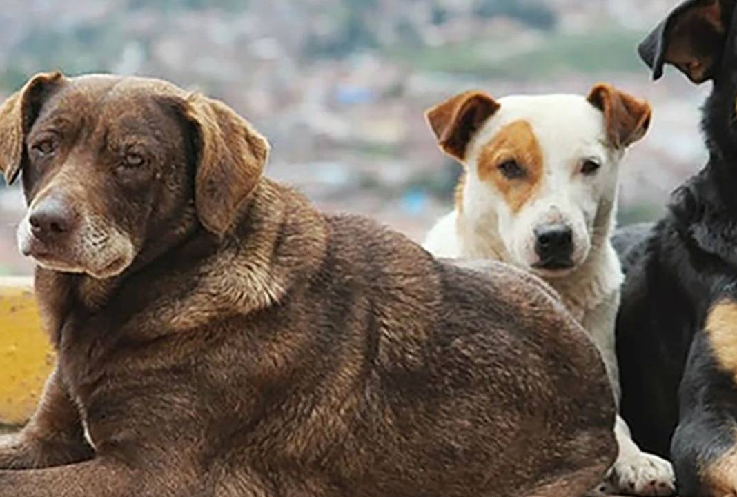 Bu kez köpeklere saldırıldı: İzmir’de caniler 10 hayvanı zehirledi 1