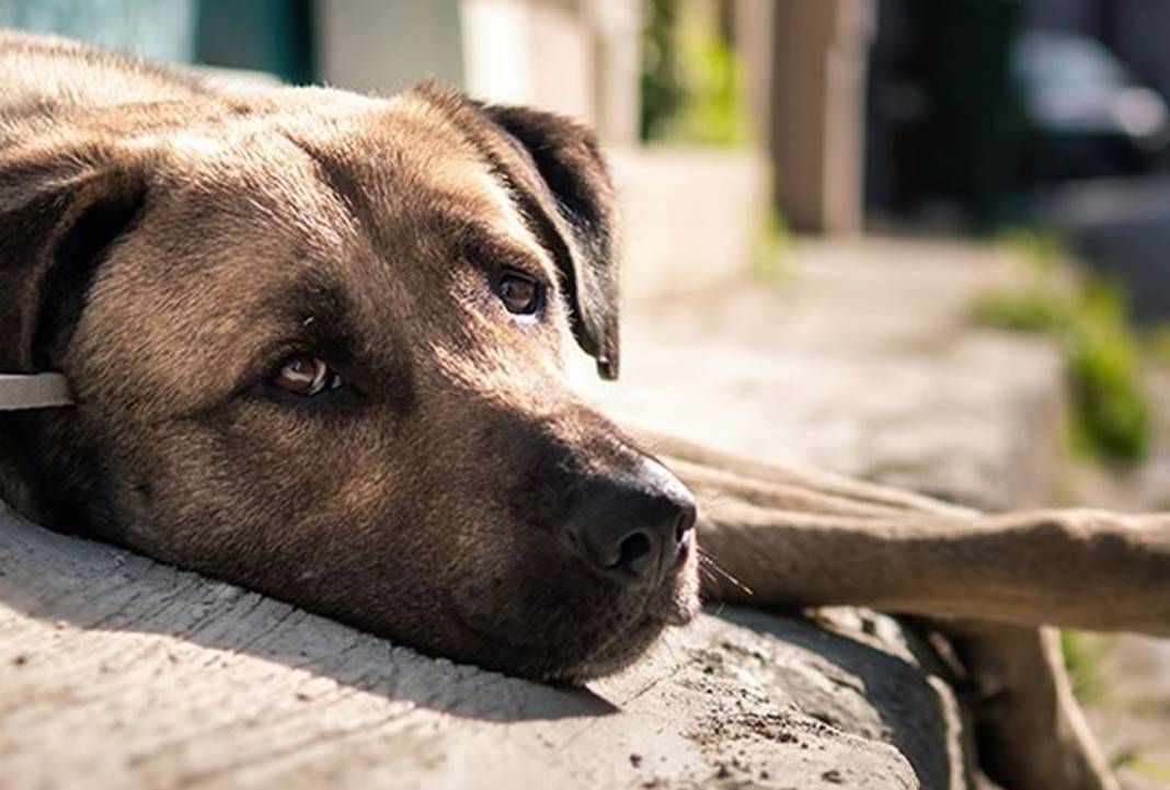 Bu kez köpeklere saldırıldı: İzmir’de caniler 10 hayvanı zehirledi 2