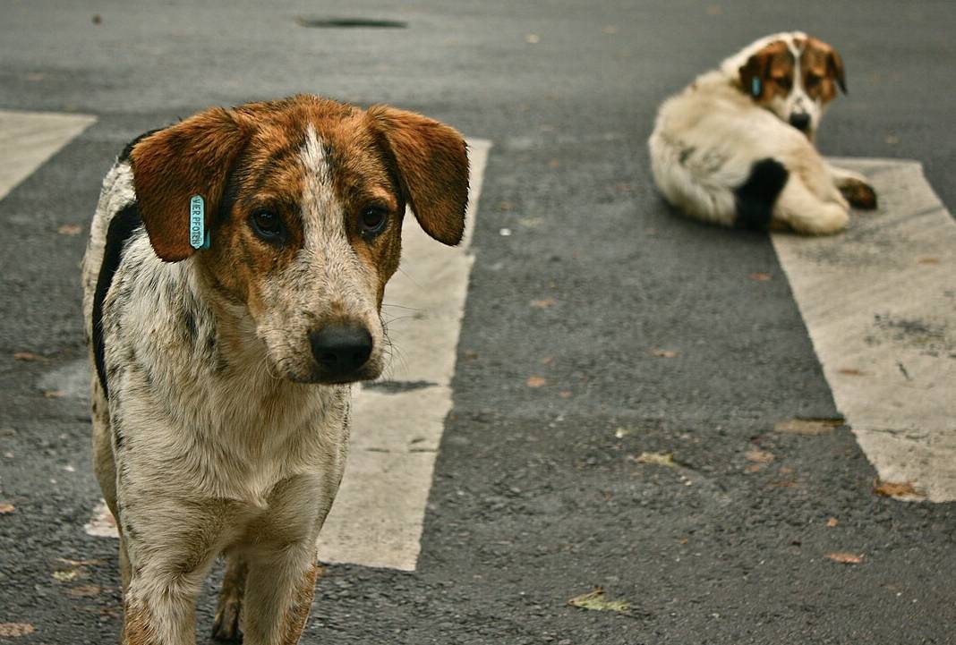 Bu kez köpeklere saldırıldı: İzmir’de caniler 10 hayvanı zehirledi 3