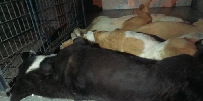 Bu kez köpeklere saldırıldı: İzmir’de caniler 10 hayvanı zehirledi
