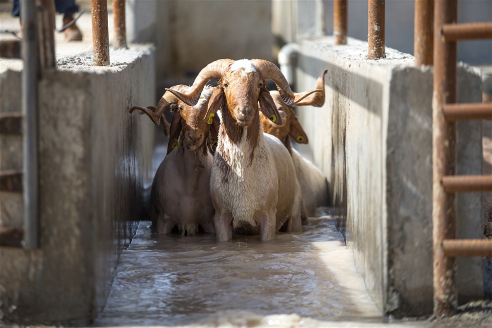 Elit koyunlara ‘yaz banyosu’ 15