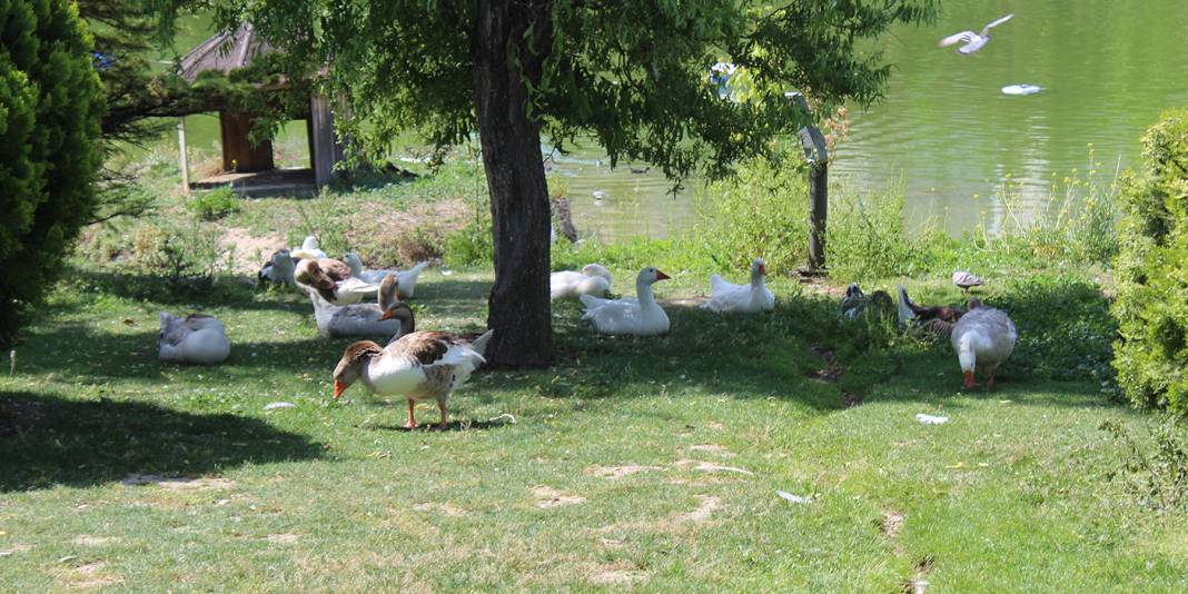 Ankara 35 dereceyi gördü: Minik dostlar gölge aradı 4