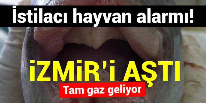 İstilacı hayvan alarmı! Tam gaz geliyor; İzmir’i aştı: Yüzde 70 öldürüyor