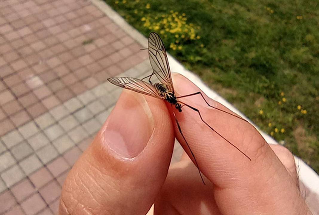 Kapıyı pencereyi kapatın: İstila başladı! 4