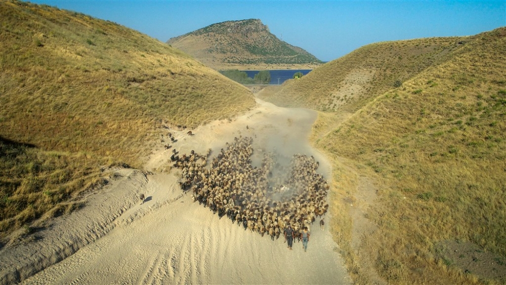 Koyunların Nemrut Dağı’na tozlu yolculuğu 10