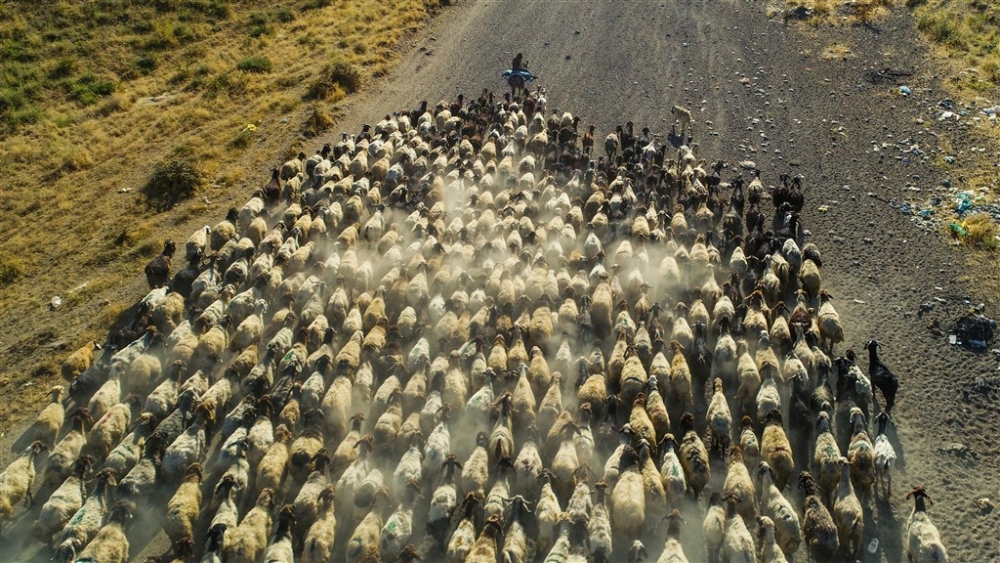 Koyunların Nemrut Dağı’na tozlu yolculuğu 16