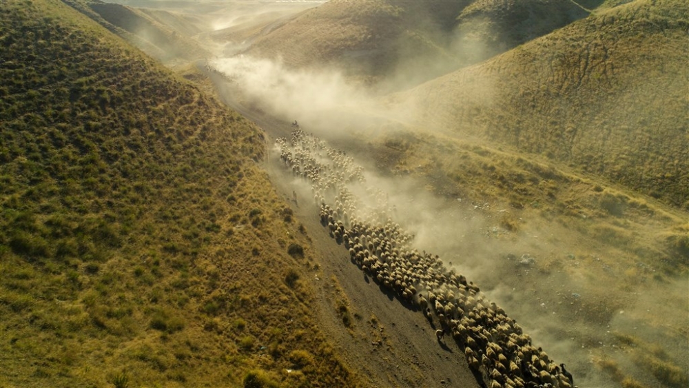 Koyunların Nemrut Dağı’na tozlu yolculuğu 2