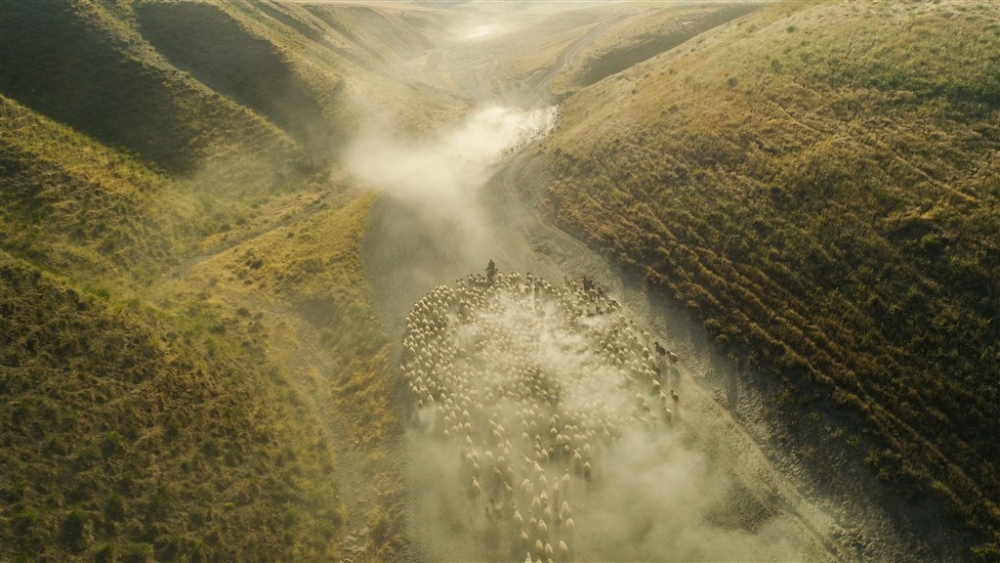 Koyunların Nemrut Dağı’na tozlu yolculuğu 5