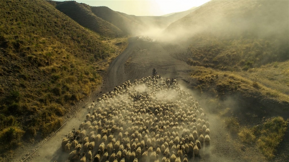 Koyunların Nemrut Dağı’na tozlu yolculuğu 7