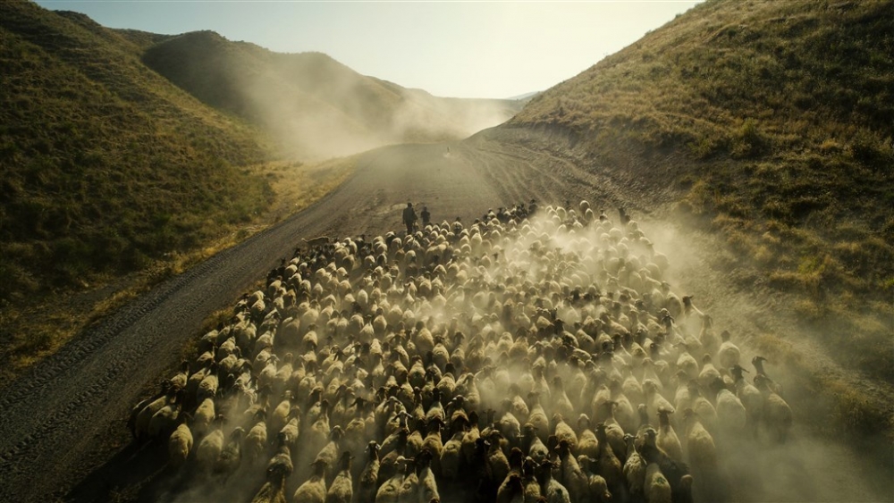 Koyunların Nemrut Dağı’na tozlu yolculuğu 8