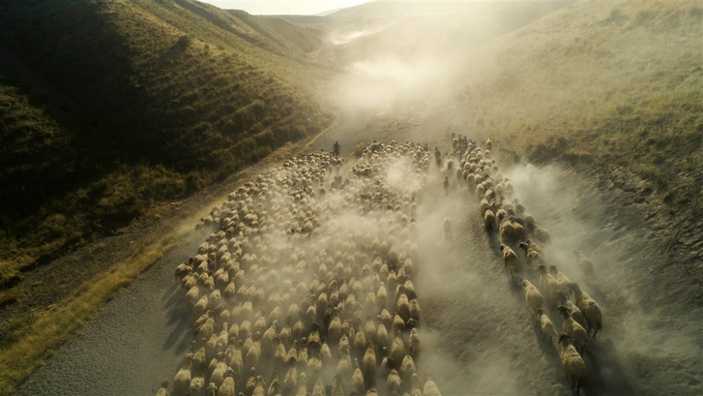 Koyunların Nemrut Dağı’na tozlu yolculuğu 9