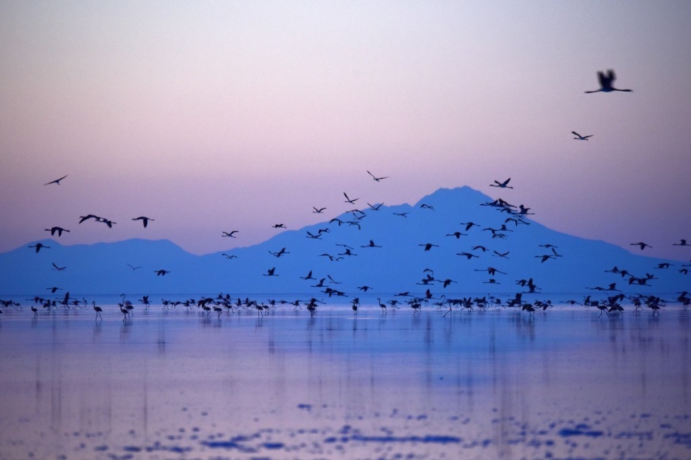 Flamingo cenneti Tuz Gölü’ne turist akını 14