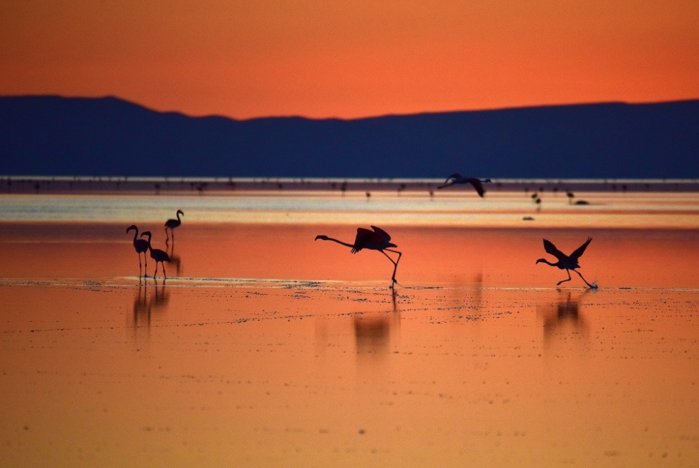 Flamingo cenneti Tuz Gölü’ne turist akını 15