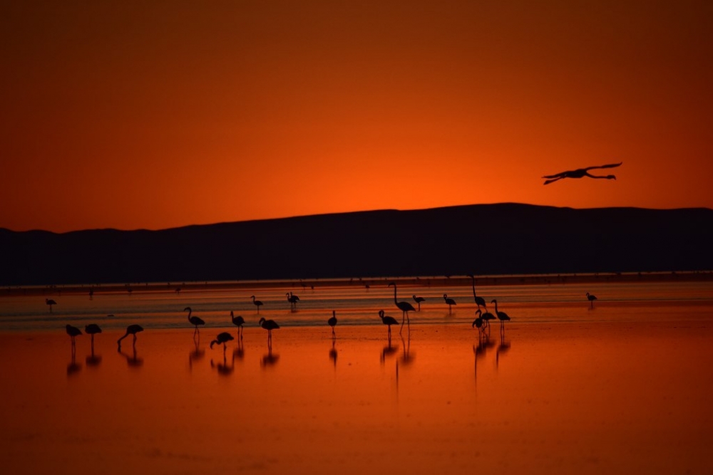 Flamingo cenneti Tuz Gölü’ne turist akını 16