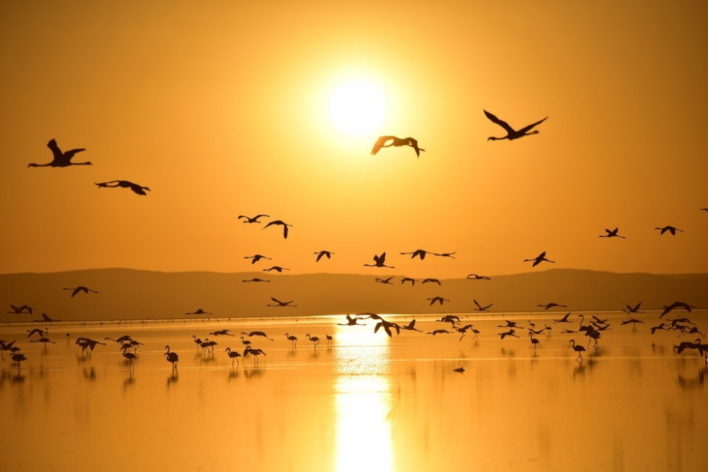 Flamingo cenneti Tuz Gölü’ne turist akını 18