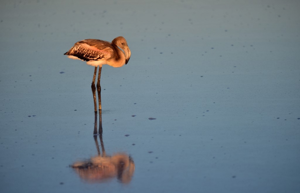 Flamingo cenneti Tuz Gölü’ne turist akını 19