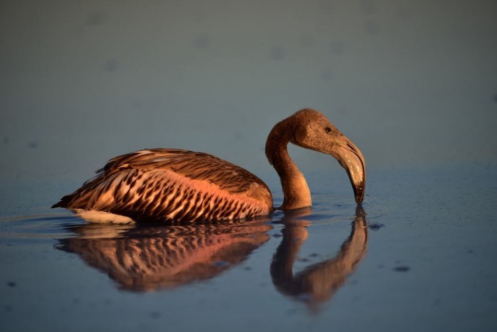 Flamingo cenneti Tuz Gölü’ne turist akını 20