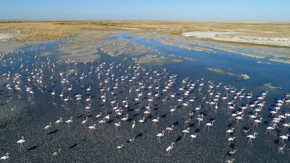 Flamingo cenneti Tuz Gölü’ne turist akını 6