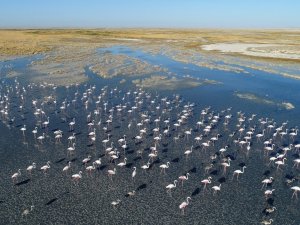 Flamingo cenneti Tuz Gölü’ne turist akını