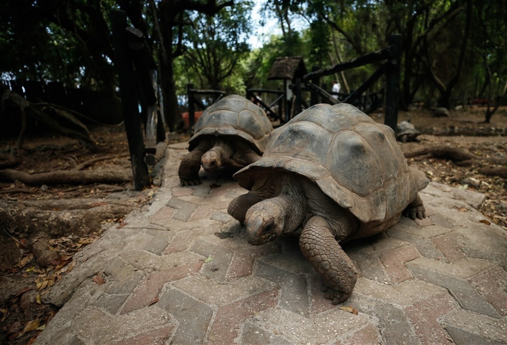Dev kaplumbağaların yuvası: Changuu Adası 1