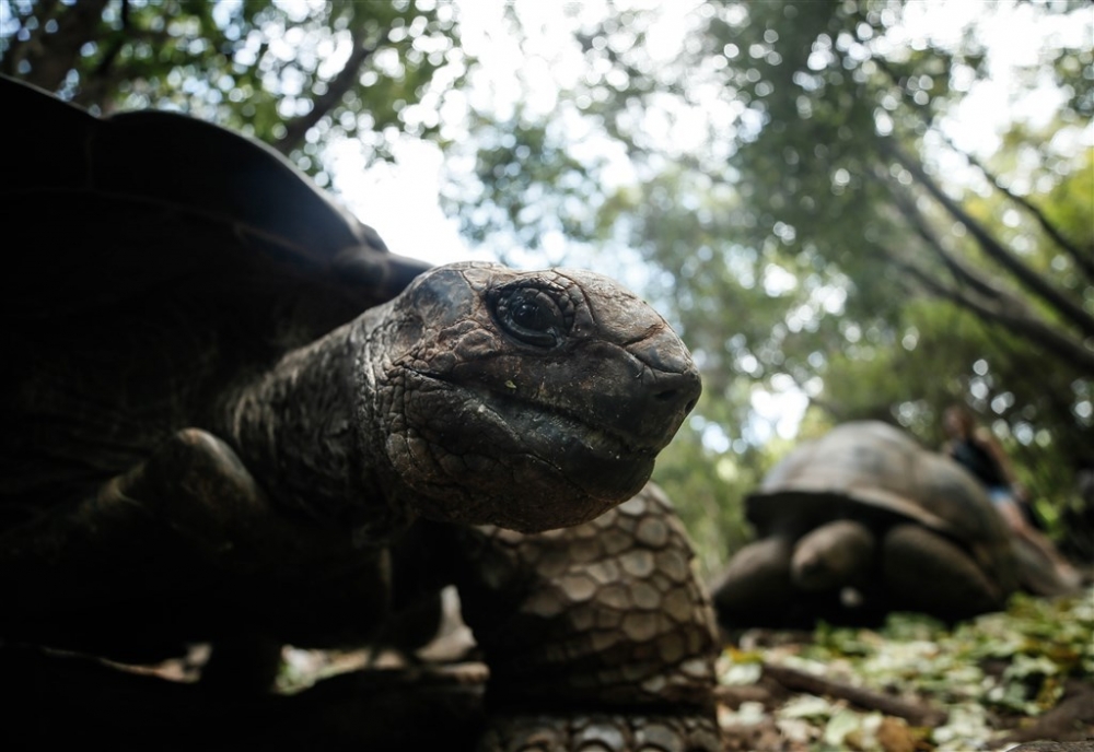 Dev kaplumbağaların yuvası: Changuu Adası 11