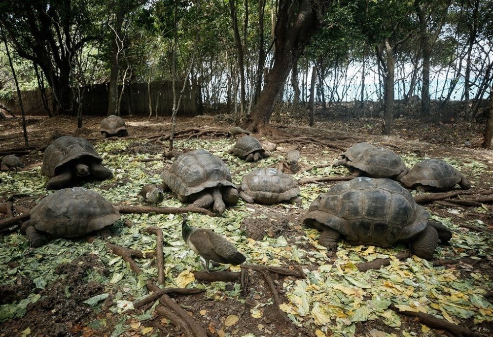 Dev kaplumbağaların yuvası: Changuu Adası 12