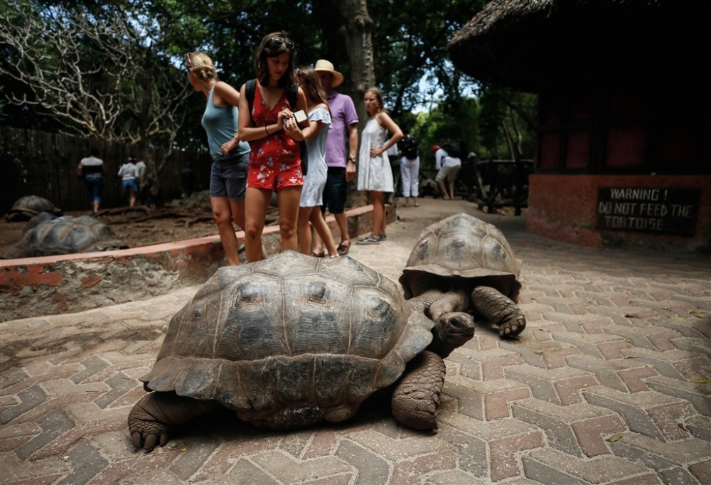 Dev kaplumbağaların yuvası: Changuu Adası 13