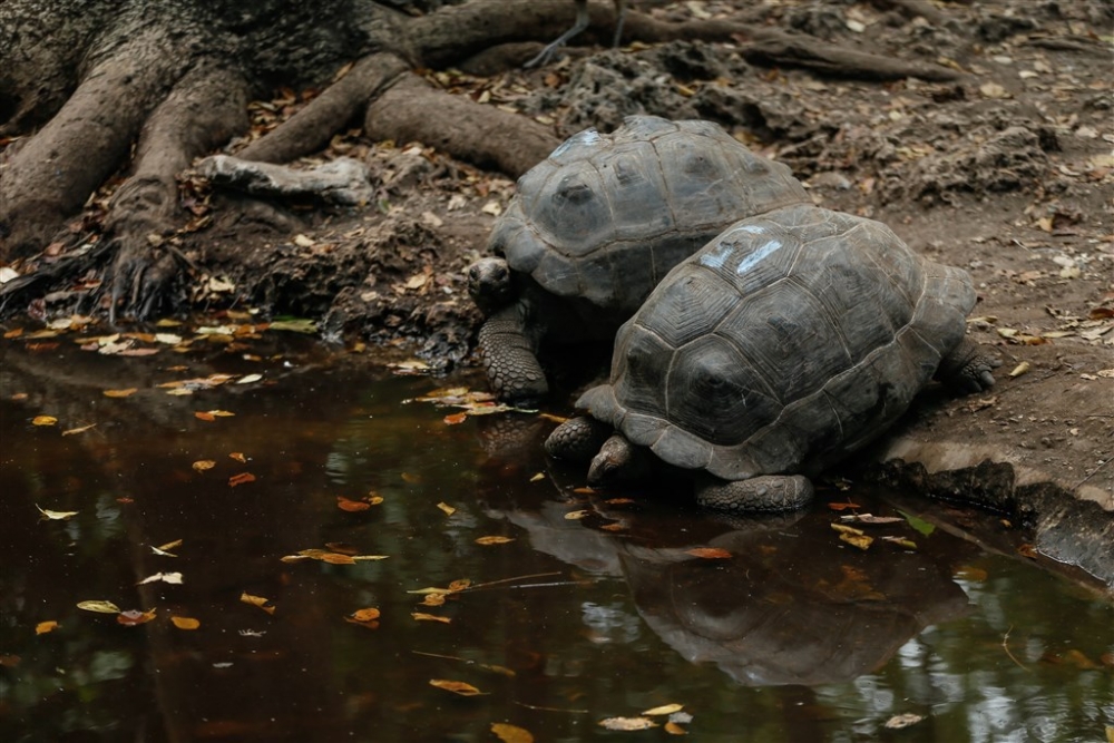 Dev kaplumbağaların yuvası: Changuu Adası 15