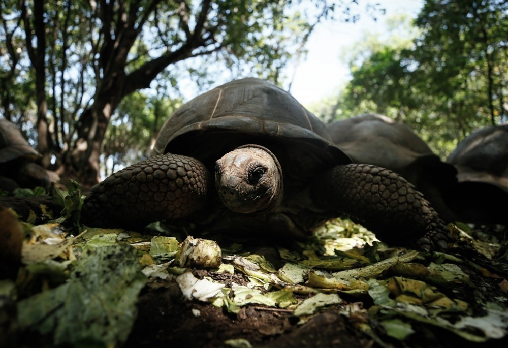 Dev kaplumbağaların yuvası: Changuu Adası 2