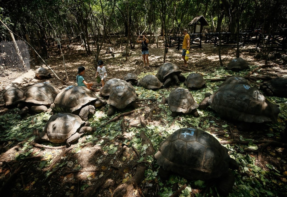 Dev kaplumbağaların yuvası: Changuu Adası 3