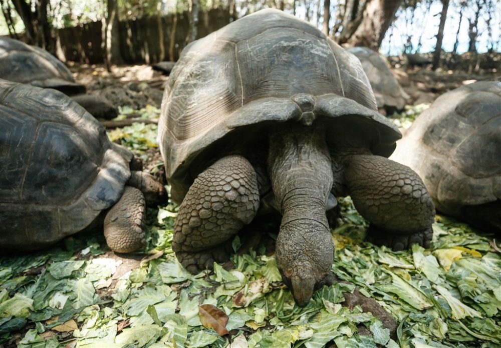 Dev kaplumbağaların yuvası: Changuu Adası 4