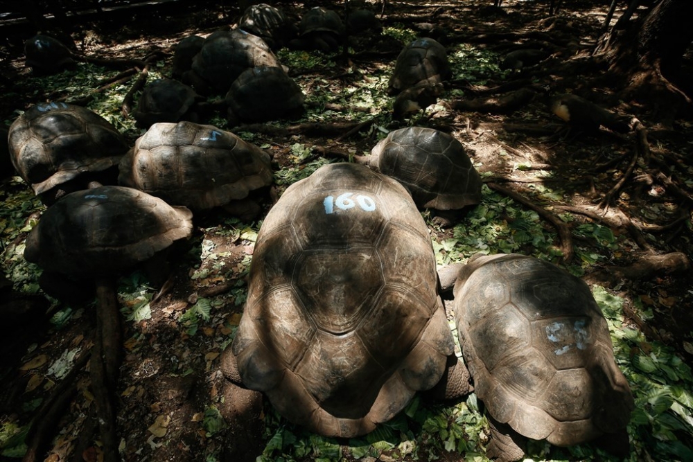 Dev kaplumbağaların yuvası: Changuu Adası 7