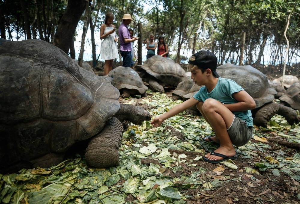 Dev kaplumbağaların yuvası: Changuu Adası 8