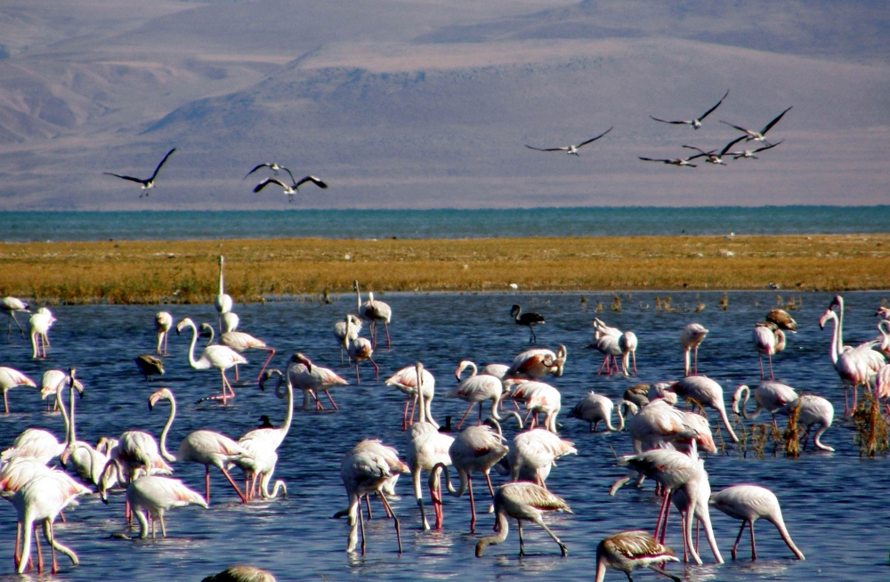 Van Gölü havzasında kuşların görsel şöleni 11